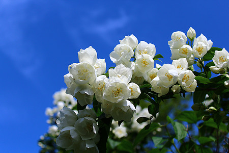 花园里的白茉莉香味茉莉衬套白花鲜花茉莉花花序植物设计花瓣图片