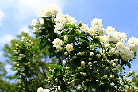 花园里的白茉莉香味蓝天贺卡花束天空衬套植物鲜花花序白花图片