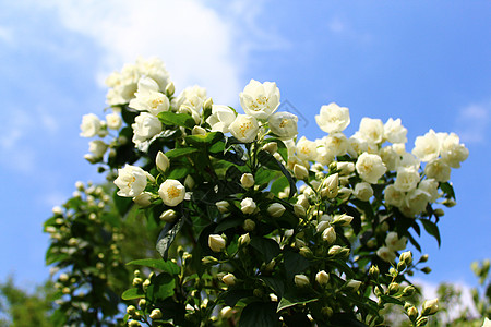 花园里的白茉莉衬套植物花束香味设计天空茉莉花蓝天茉莉花瓣图片