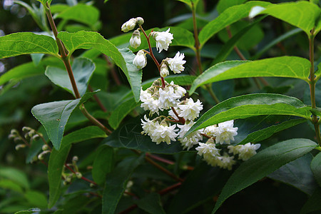 花园里的白茉莉茉莉设计灌木蓝天问候白花鲜花花瓣茉莉花香味图片