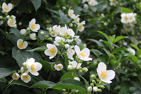 花园里的白茉莉衬套花瓣设计问候灌木天空茉莉白花鲜花贺卡图片