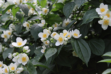 花园里的白茉莉花瓣灌木蓝天白花茉莉花衬套问候植物天空花序图片