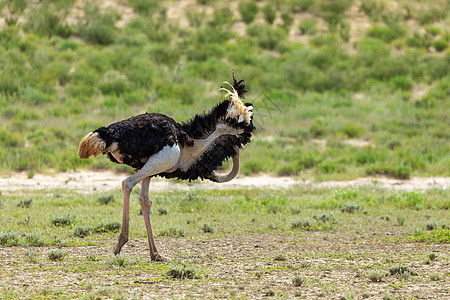 南非卡拉哈里的Ostrich 南非野生野生动物狩猎国家公园绿色跨境羚羊鸟鸟骆驼跑步沙漠动物图片