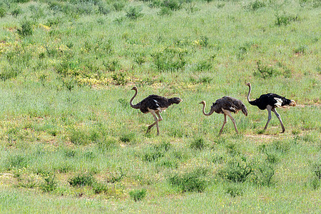 南非卡拉哈里的Ostrich 南非野生野生动物狩猎跨境跑步沙漠动物群羚羊动物公园骆驼绿色国家图片