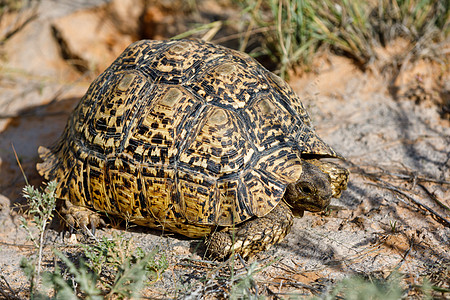 南非野生生物 乌龟 南非动物荒野休息土地跨境沙漠爬虫公园成人阳光图片