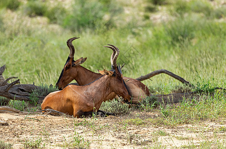 南非卡拉哈里的红色Hartebeest荒野大头鱼沙丘哺乳动物国家公园衬套羚羊牛角野生动物图片
