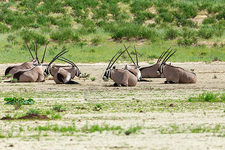 Gemsbok 卡拉哈里的奥里克斯瞪羚国家沙漠羚羊衬套沙丘动物食草野生动物公园荒野图片