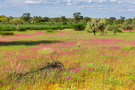 南非荒野的喀拉哈里花岗沙漠紫色植物野生动物天空花朵干旱气候跨境国家生长背景图片