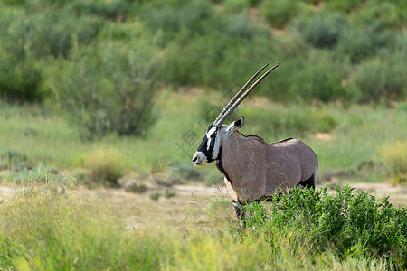 Gemsbok 卡拉哈里的奥里克斯瞪羚荒野公园动物动物群跨境哺乳动物沙漠食草羚羊沙丘图片