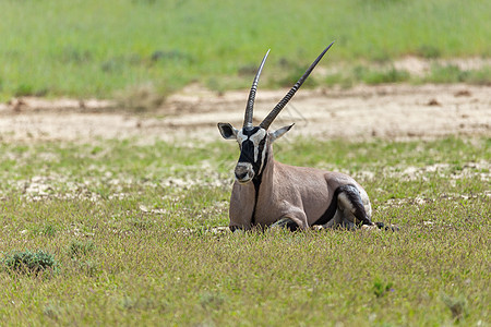 Gemsbok 卡拉哈里的奥里克斯瞪羚羚羊牛角国家沙丘荒野沙漠衬套动物群跨境食草图片