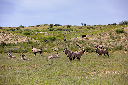 Gemsbok 卡拉哈里的奥里克斯瞪羚羚羊哺乳动物荒野动物群食草公园野生动物国家牛角沙漠图片