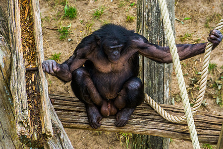 Bonobo在电视上展示其生殖器 人类猿 俾格米黑猩猩 来自非洲的濒危动物物种图片