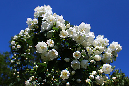 花园里的白茉莉花序设计贺卡灌木植物花瓣衬套白花香味鲜花图片