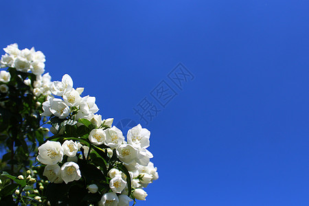 花园里的白茉莉茉莉设计香味花束白花花瓣茉莉花问候天空鲜花图片