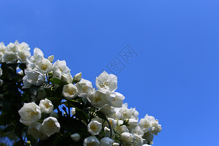 花园里的白茉莉灌木白花植物问候花束贺卡茉莉花花瓣鲜花天空图片