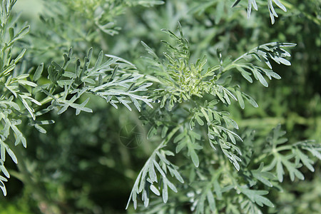 园中健康的寄生虫茶厂植物宏观茶树苦蒿草药草本植物图片