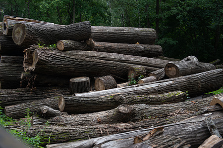 林木自然砍伐的原木在公园中纹农村木头风格记录树干白云森林材料乡村制造业图片