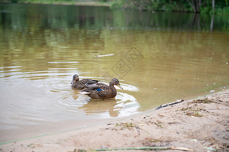 两只美丽的鸭子躺在湖边羽毛蓝色公园游泳家庭池塘荒野小鸭子女性婴儿图片