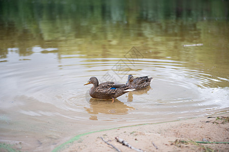 两只美丽的鸭子躺在湖边母亲新生野生动物公园家庭池塘翅膀荒野游泳团体图片