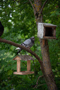 公园鸟屋的鸽子 在绿色背景下自然运动乐趣快乐野生动物羽毛树林环境食物马槽图片