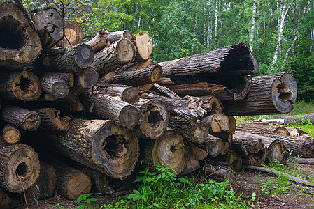 在一个公园里 木林自然砍伐的原木材料风格乡村装饰日志制造业农村记录白云森林图片