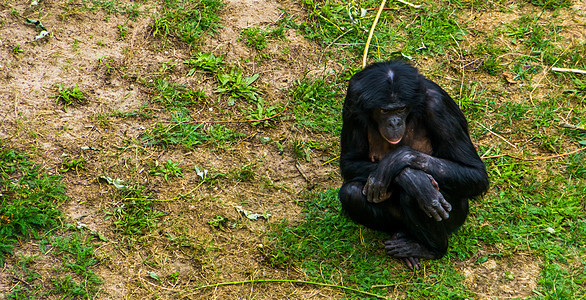 特写了一只女性公益动物 人类猿 俾格米黑猩猩 来自非洲的濒危动物物种图片