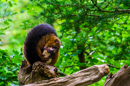 一只红腹狐猴咀嚼蔬菜的特写 热带猴子吃食物 马达加斯加的易危动物图片