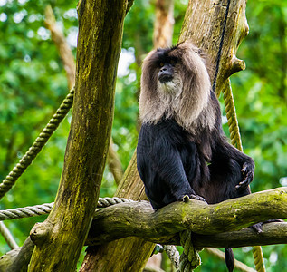 长尾猕猴肖像 坐在树上的热带灵长类动物 来自印度的濒危动物图片