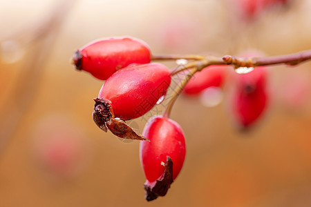 Briar 野玫瑰臀灌木植物学荒野植物蔷薇草本植物野蔷薇植物群药品浆果食物图片