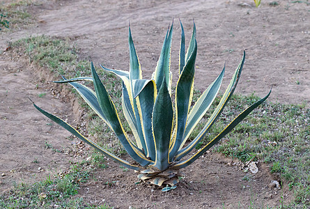 马达加斯加的Aloe vera倍数植物绿色图片