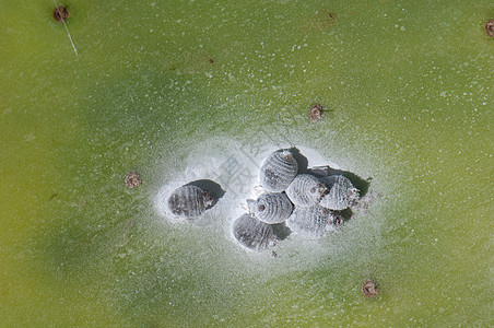 胆小鬼半翅目团体胭脂虫染料野生动物多样性胭脂红昆虫寄生虫动物群图片