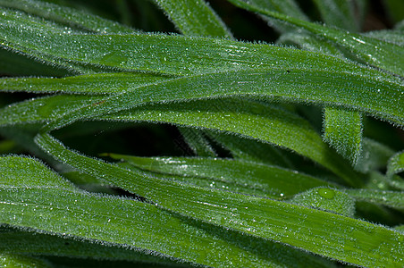 叶子生活叶绿素植物群头发植物树叶床单披针形生物样性图片