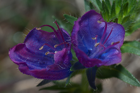 紫色毒蛇的花朵诅咒车前草荒野植物群花瓣雄蕊样性植物植物学野花图片