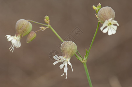 膀胱露营的花朵植物群植物学硅藻荒野样性野花植物少女图片