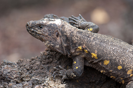 El Hierro巨蜥图片