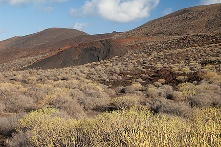 风景衬套擦洗灌木灌木状荒野场景岛屿火山灌木丛图片