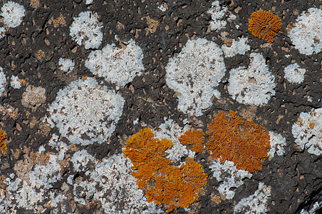 连环地衣岩石菌类叶状生物白色多样性叶面壳状橙子图片