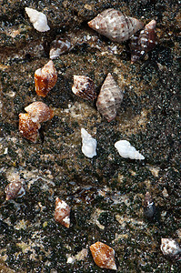 海蜗牛蜗牛生物动物群海洋海螺多样性团体海岸荒野贝类图片