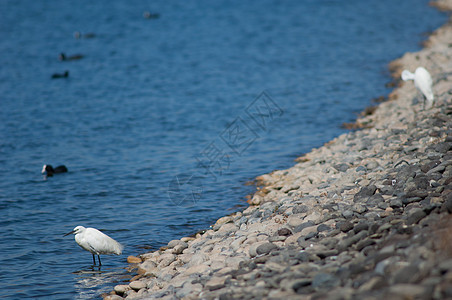 小贝瑞特生物湿地海岸动物群苍鹭支撑野生动物生活白鹭荒野背景图片