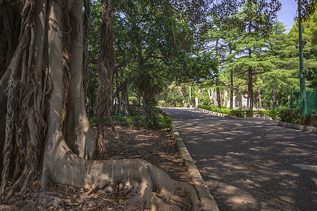 西西里 2 的 Ficus 大型植物图片
