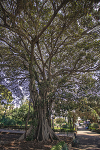 西西里地区Ficus 大型植物图片