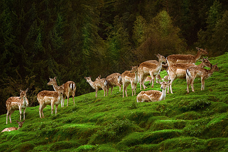 森林附近的鹿饲养旅行野生动物畜牧业反刍动物主题哺乳动物动物群梅花鹿动物图片