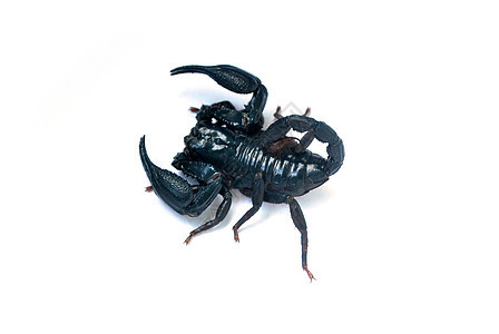黑蝎子生物热带危险容器爪子毒液宏观帝王捕食者荒野图片