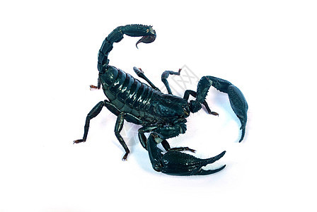 黑蝎子昆虫荒野热带生物爪子捕食者容器尾巴玻璃危险图片