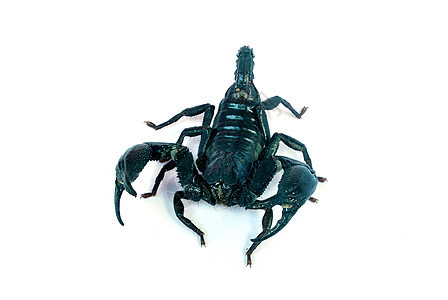 黑蝎子主题野生动物帝王沙漠爪子危险昆虫玻璃生物毒物图片