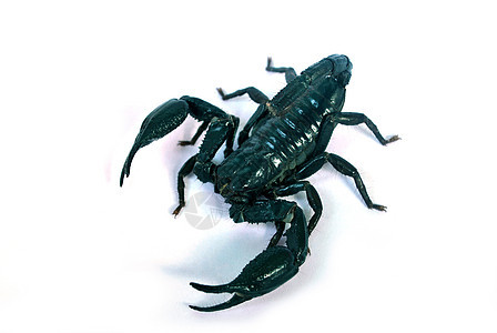 黑蝎子爪子玻璃尾巴昆虫动物危险宏观森林主题毒素图片