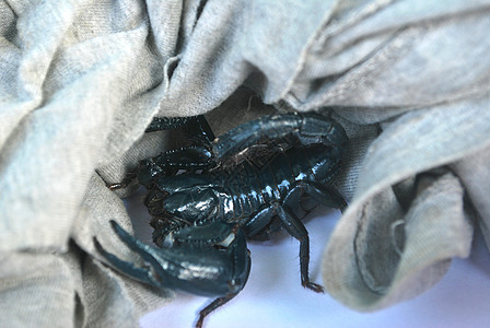 黑蝎子危险沙漠玻璃爪子生物热带毒素毒液昆虫帝王图片