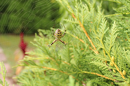 花园里的黄蜂蜘蛛动物园林昆虫图片