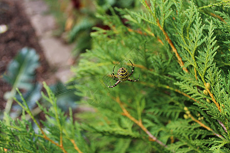 花园里的黄蜂蜘蛛动物园林昆虫图片