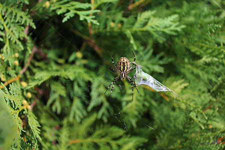 花园里的黄蜂蜘蛛动物昆虫园林图片